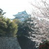 名古屋城･名城公園で桜満開♪