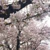 枝下緑道の桜 2017/04/10