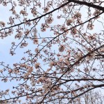 鞍ケ池公園の桜　2016/03/30